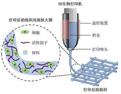 探索2018高考專業(yè)新選擇 生物功能材料，未來3D打印的基石